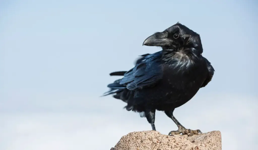A black crow sitting on the peak of a mountain