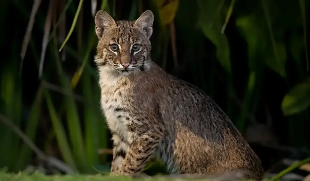 A bobcat in Everglades, Florida