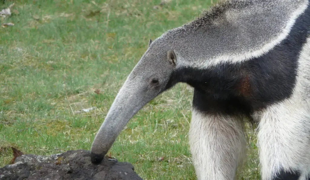 A closeup shot of a giant anteater