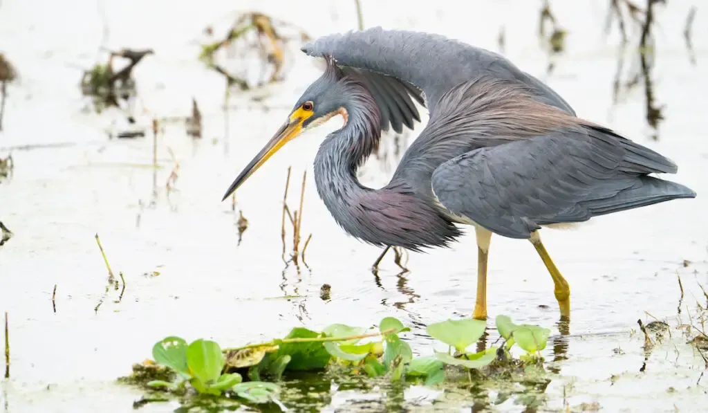 A tri-colored heron searching for food