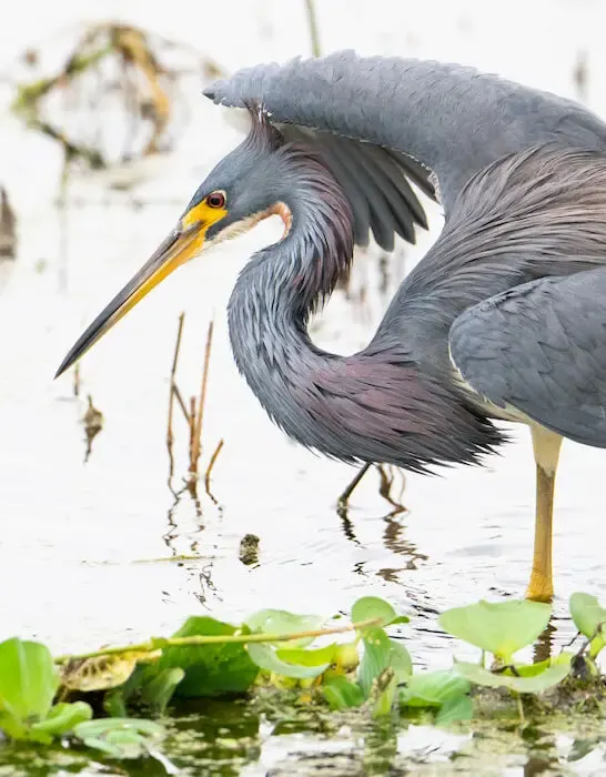tri colored heron searching for food
