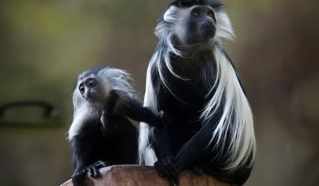 Angolan Colobus Monkeys ( Colobus Angolensis ) on nature background