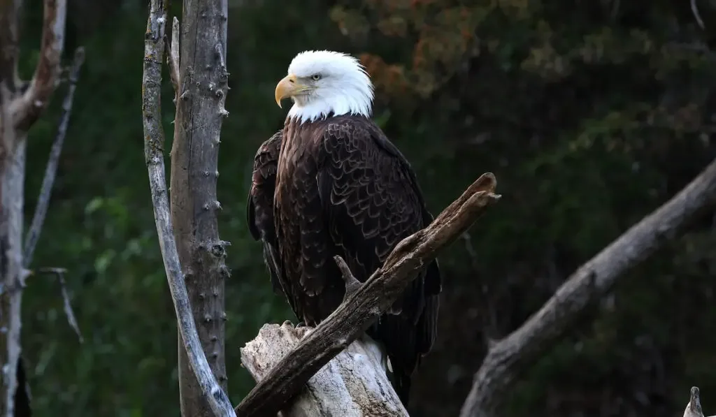 Bald eagle perched on a tree limb 