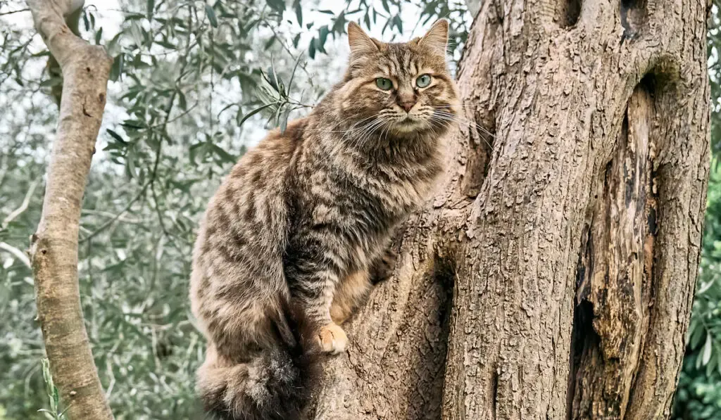 Beautiful striped ginger cat sitting on the tree 