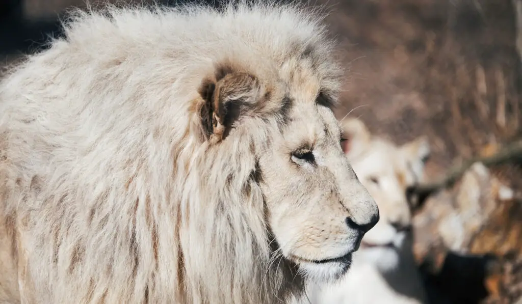 white albino lion