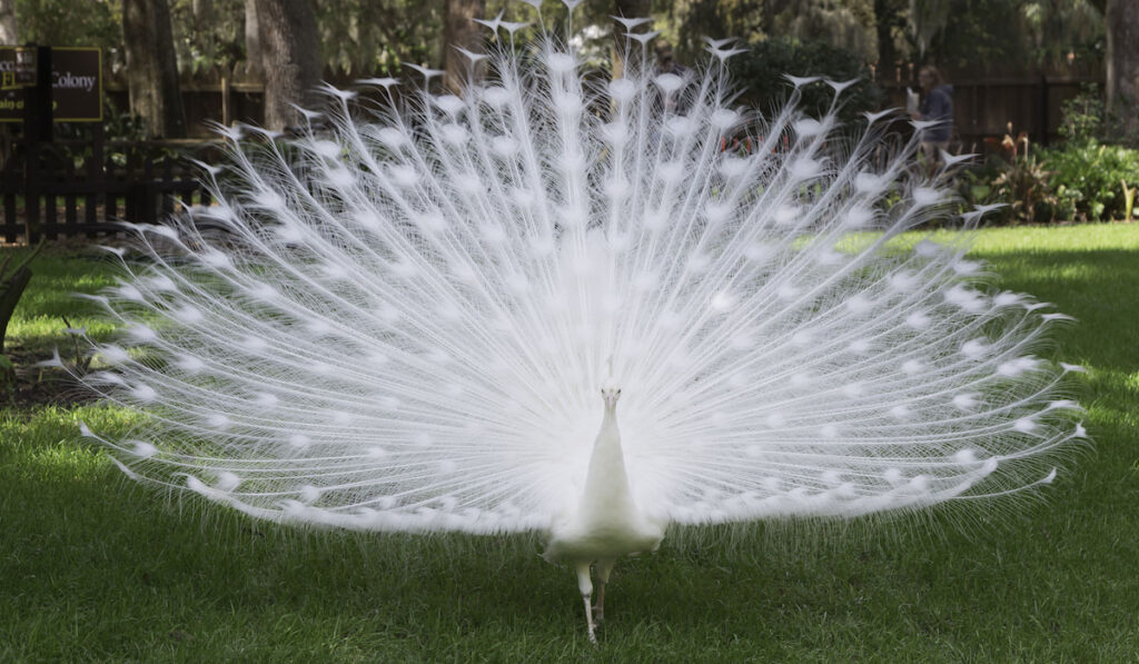 beautiful white peacock with tail spread in the garden