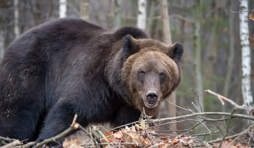 Big brown bearin autumn forest