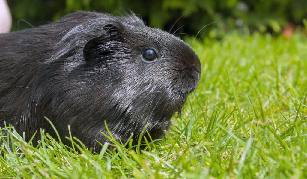 black Guinea Pig on the grass