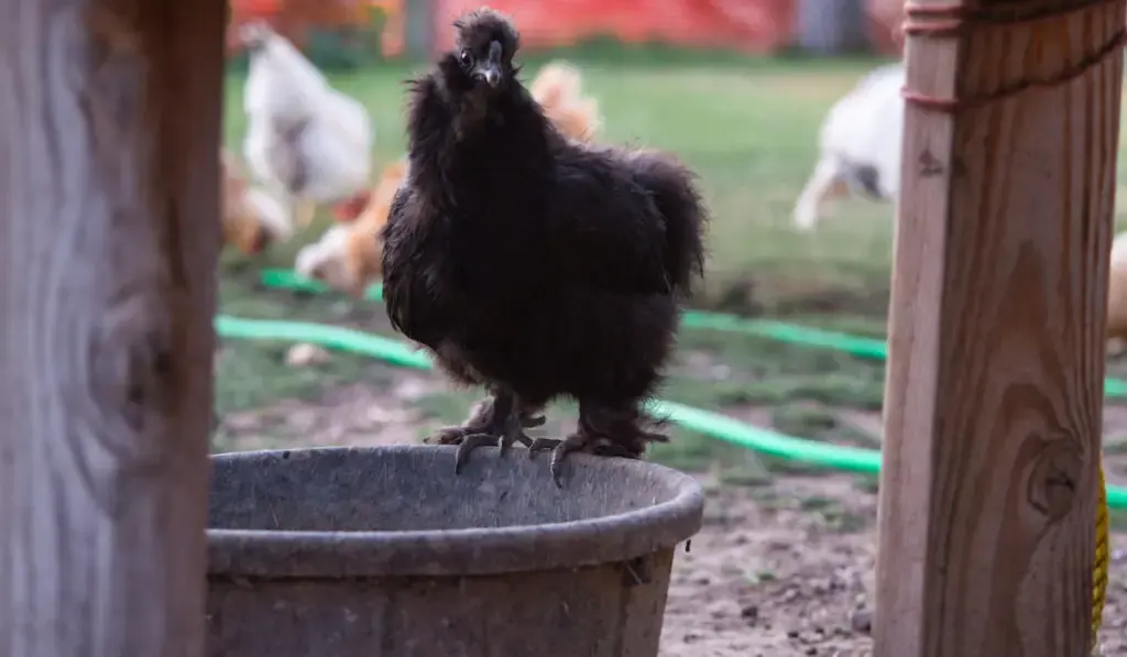 Black Silkie chicken on a dirty bucket