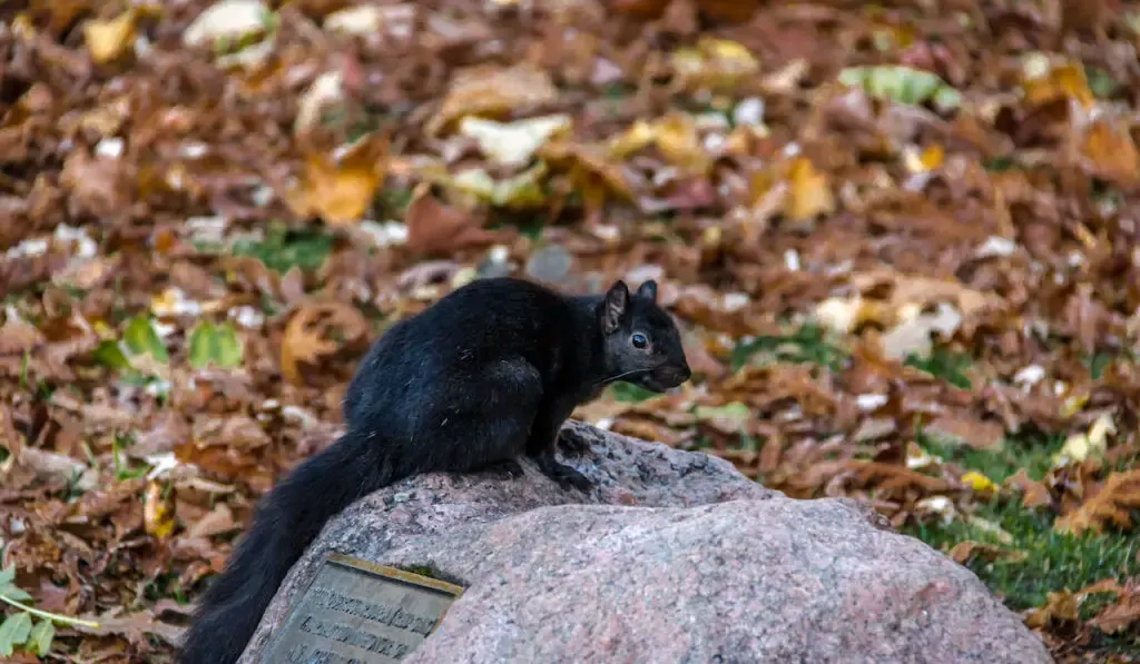 Black Squirrel standing on a stone at Queens Park