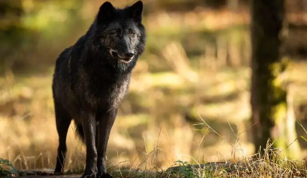 Black Wolf in the forest