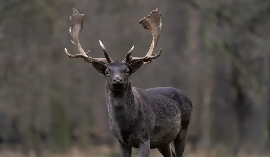 black deer looking towards the camera