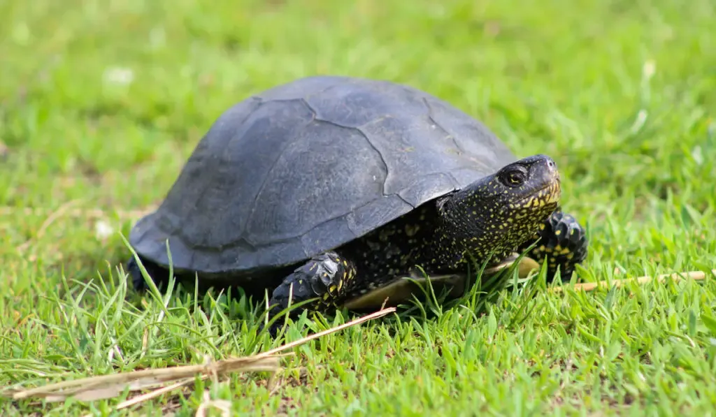 black turtle on green grass