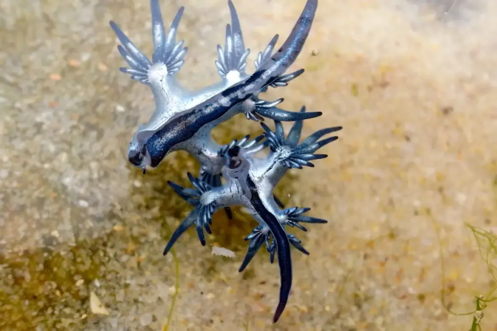 Blue Glaucus under the sea