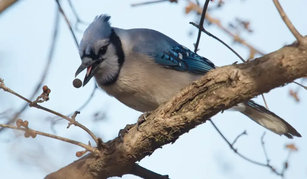 Blue Jay bird ( Cyanocitta Cristata ) sitting on a branch of a tree