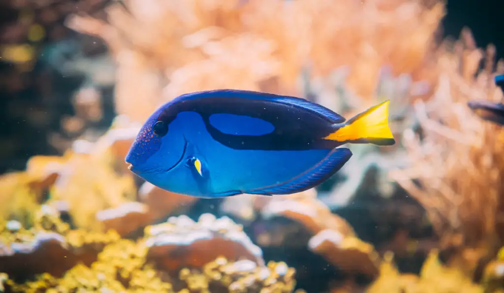 Blue Tang Fish in Aquarium