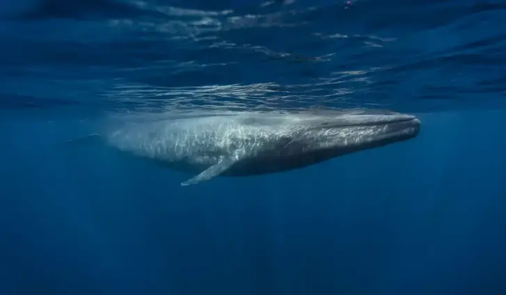 Blue Whale (balaenoptera musculus) under the sea
