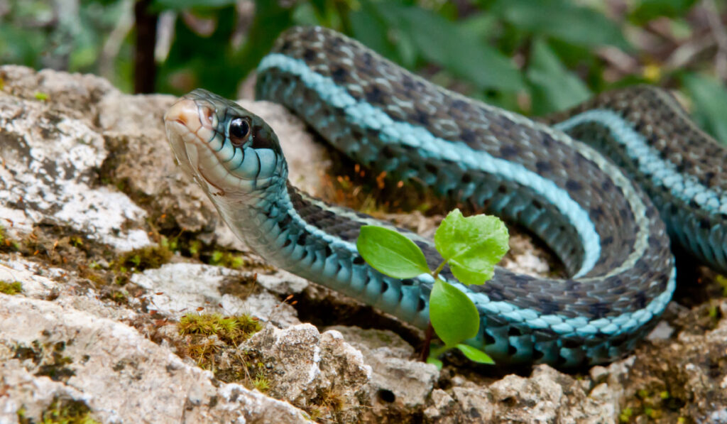 Bluestripe Garter Snake on the ground
