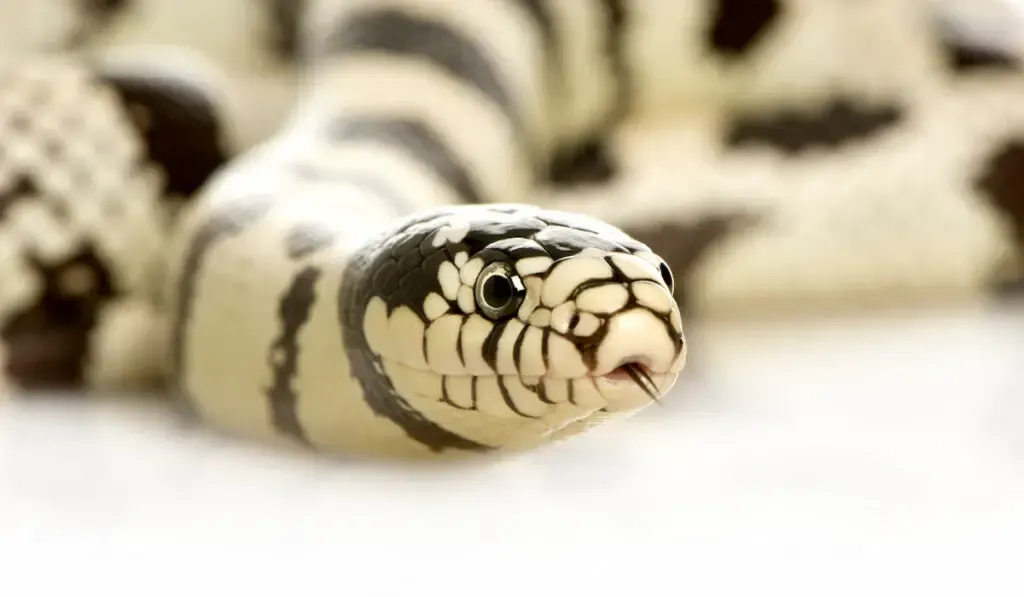 california Kingsnake on white background