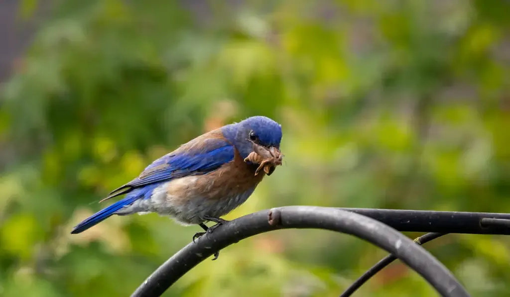 California scrub jay bird eating an insect