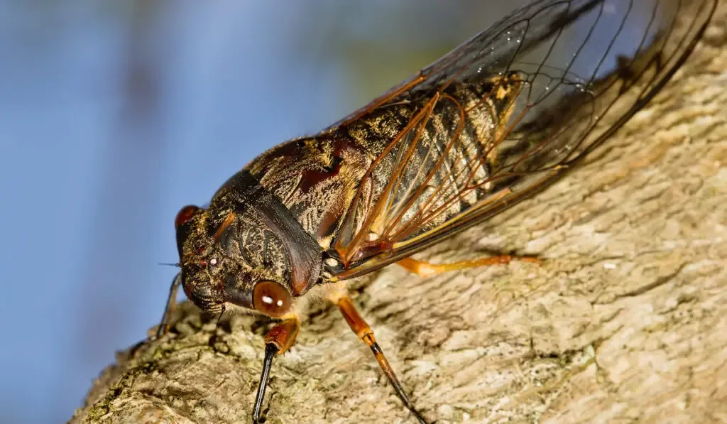 Closeup of a cicada on a tree