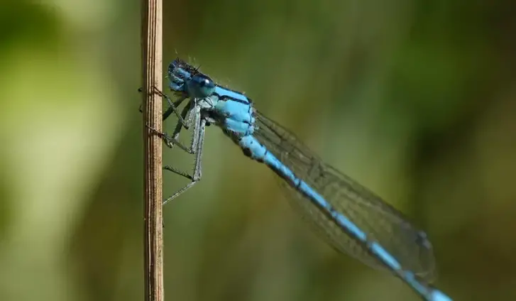 Common blue damselfly on a wooden stick