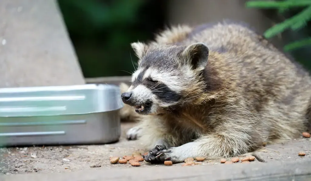 Closeup shot of a raccoon eating food pallets