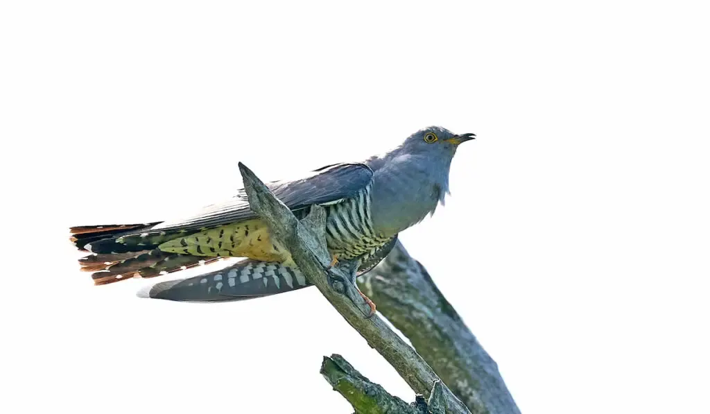 Common cuckoo on a tree branch
