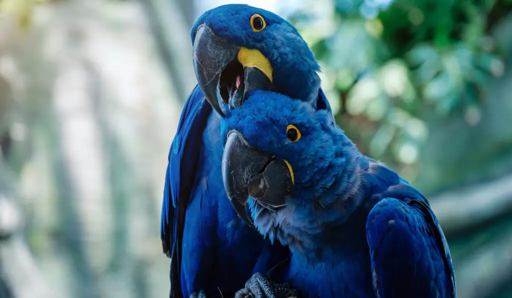 Couple of Blue Hyacinth macaw parrot in the forest