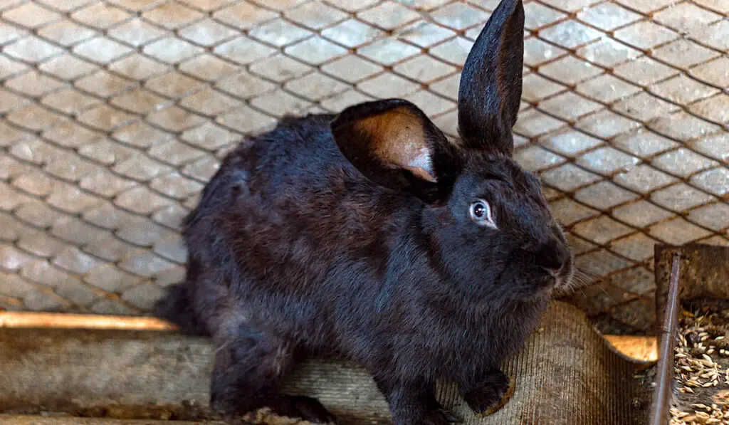 cute little black rabbit in a cage