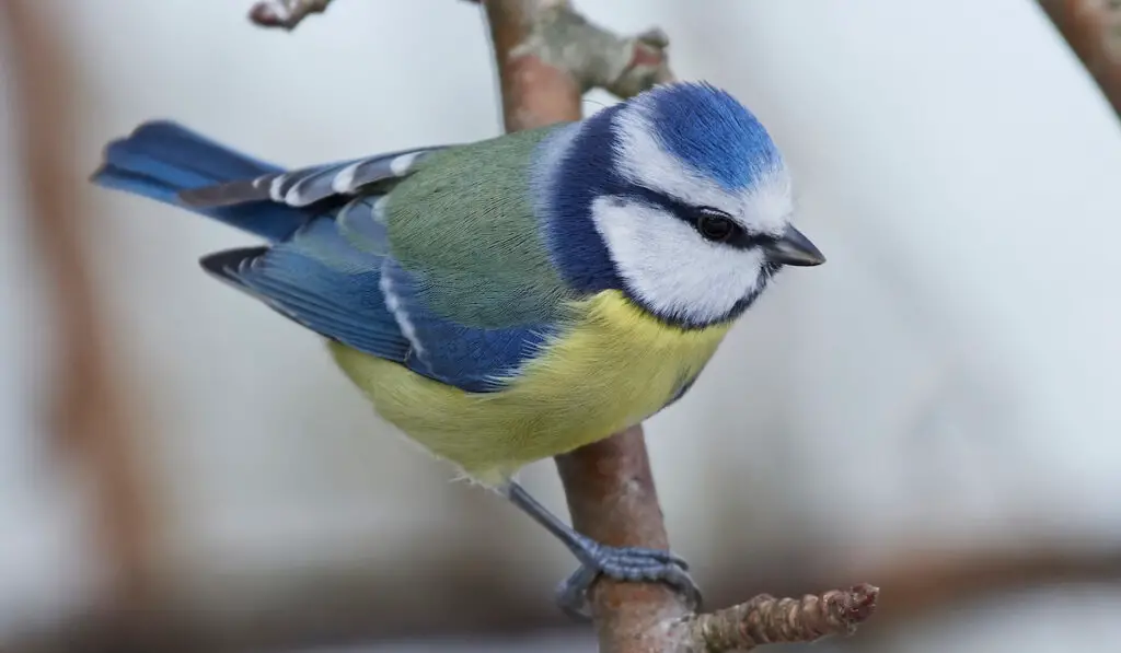 Eurasian blue tit on a tree branch