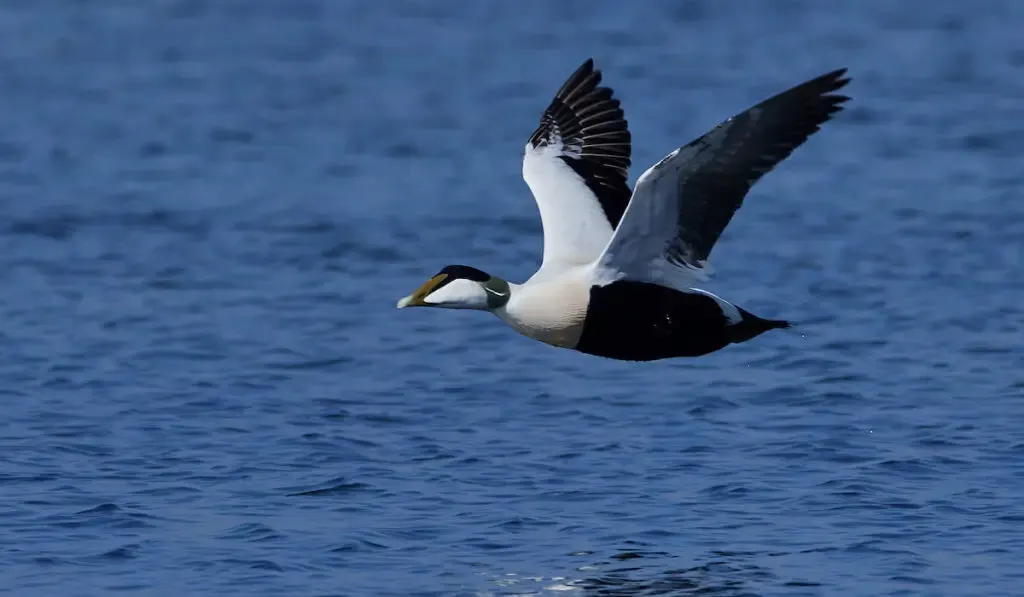 flying common eider 