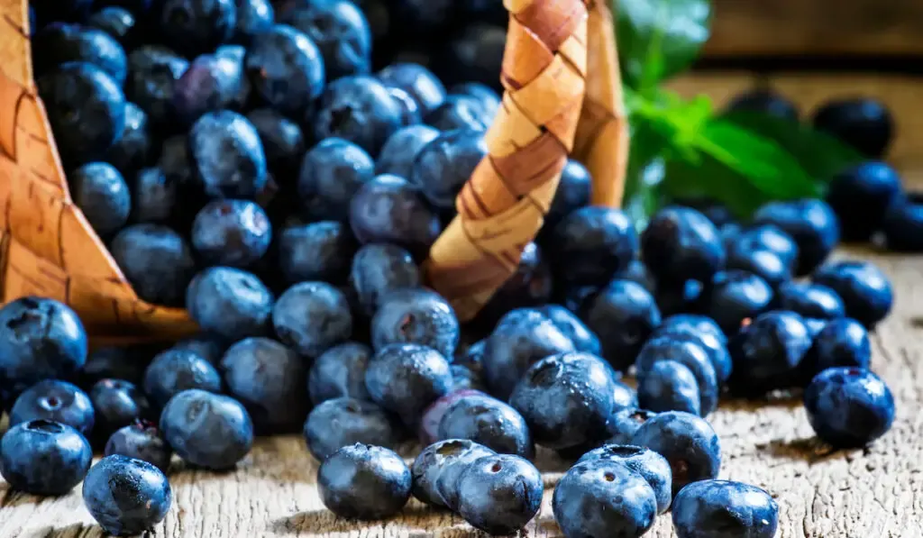 Fresh blueberries spilled from a basket