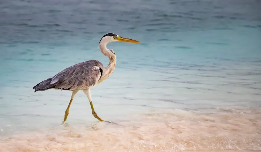Great Blue Heron walking by the sea