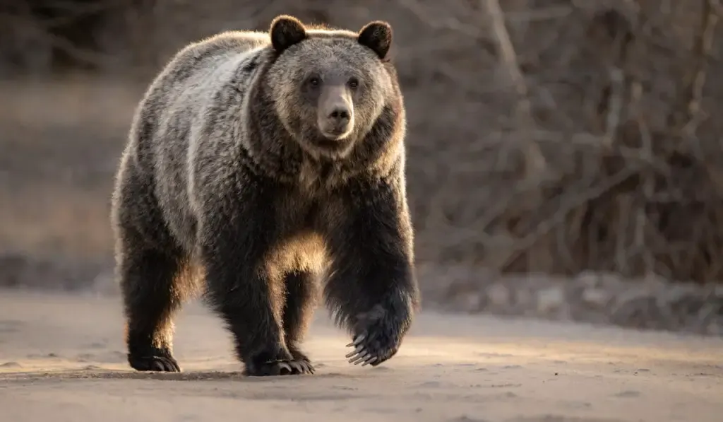 Grizzly bear walks in national park