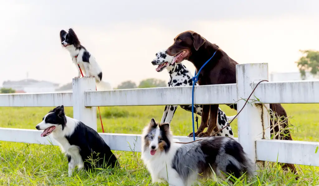 Group of different type of dogs stand near garden fence