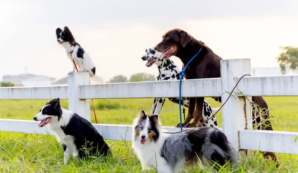 Group of different type of dogs stand near garden fence 