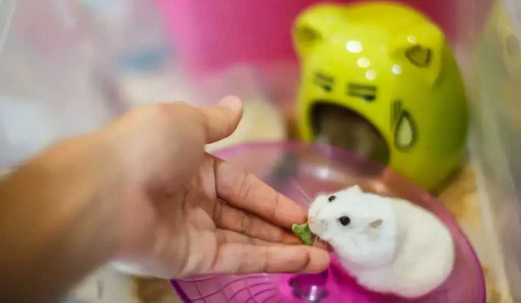 hand feeds cute white Siberian hamster