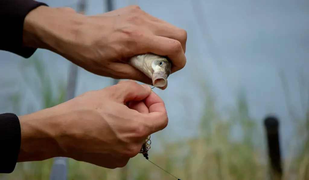 hand removing a hook on a fish