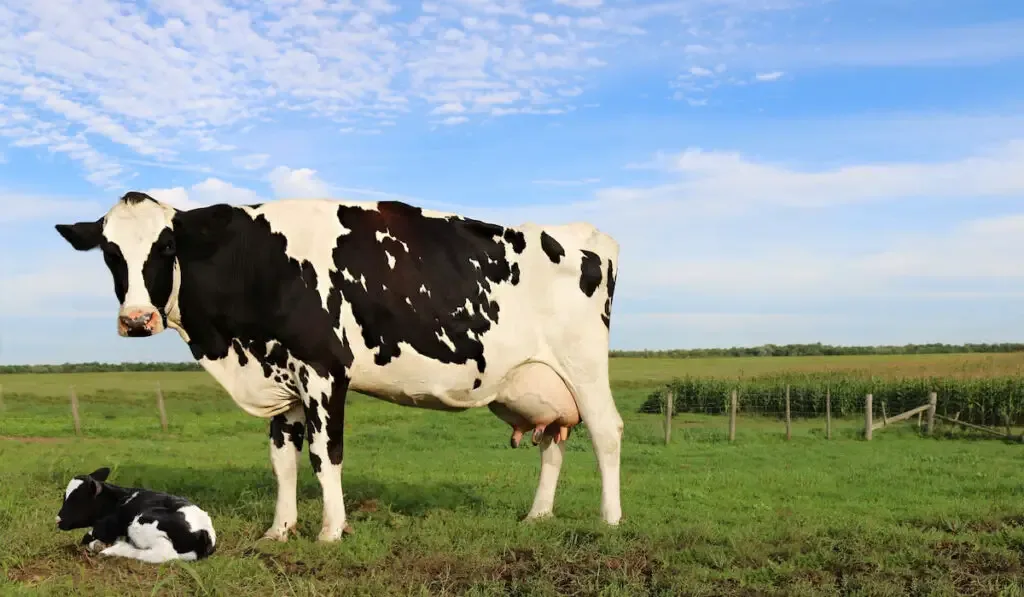 holstein Cow mother with a calf on the farm