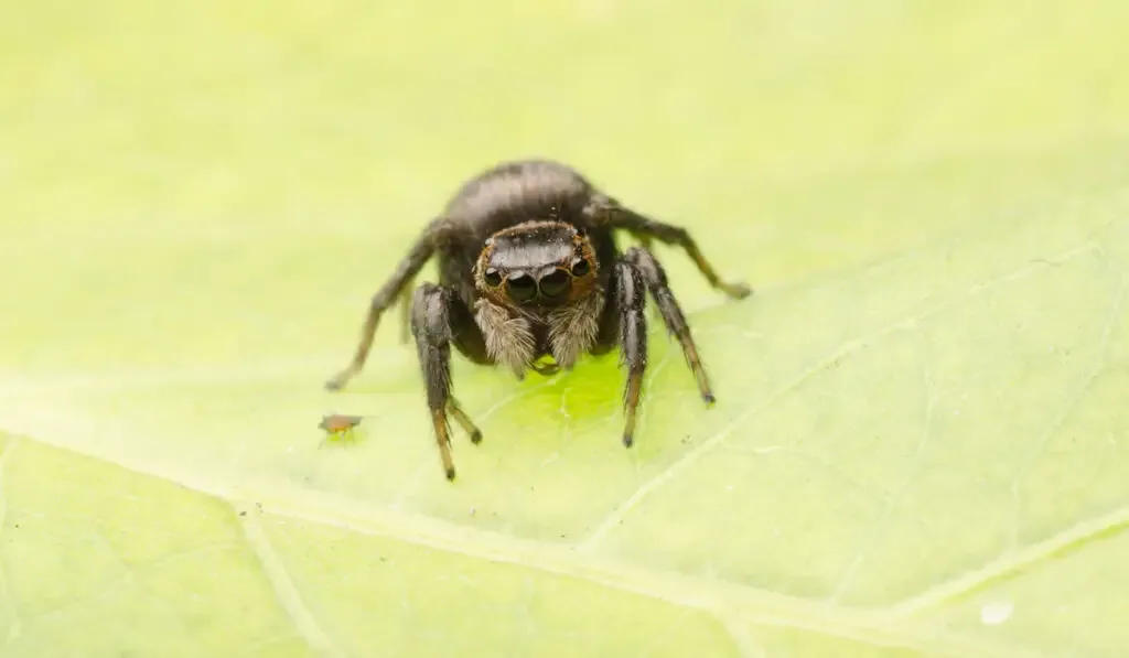 Jumping spider on green leaf