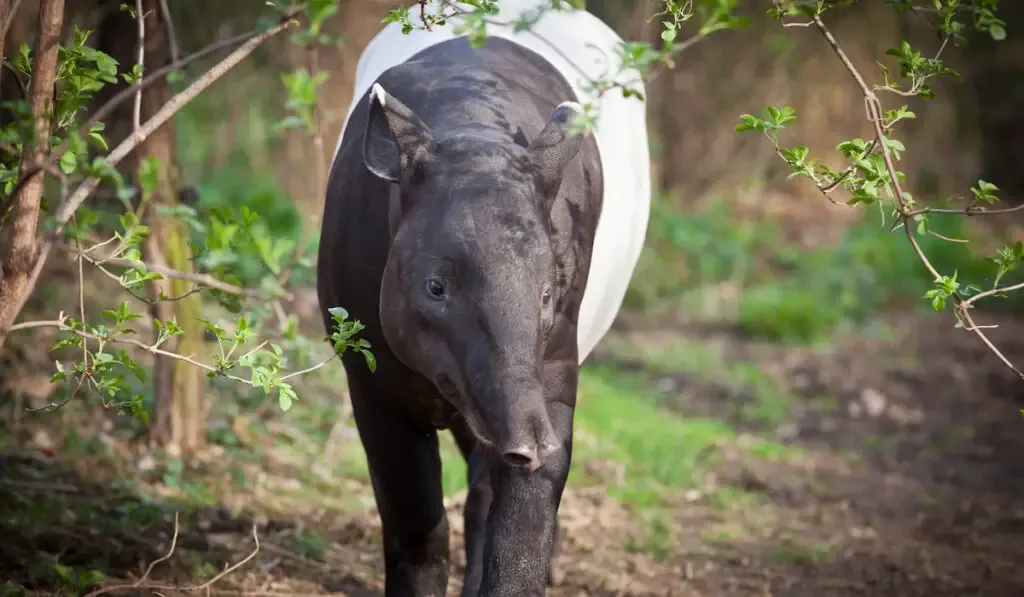 malayan tapir walking in the forest