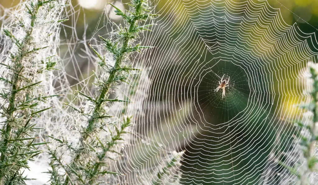 Morning dew spider on its spider web