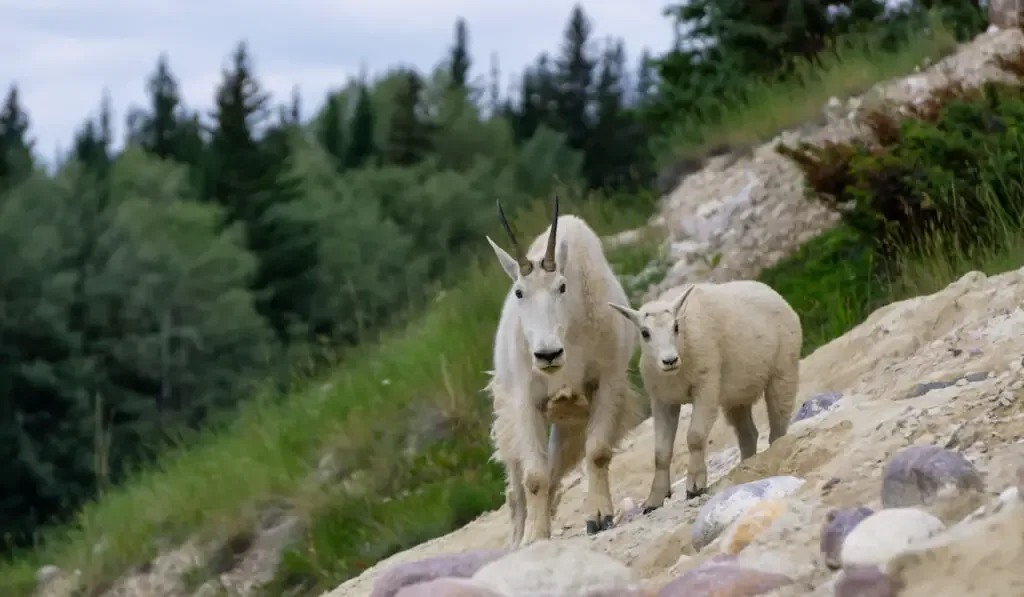 mother mountain goat and her kid in national park