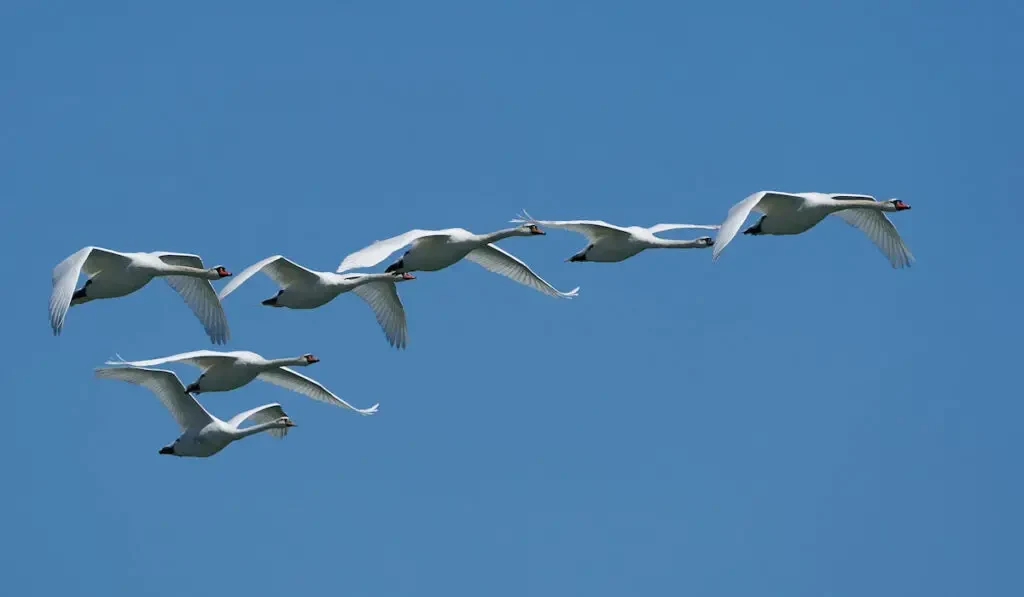 Mute Swans in flight with blue skies on the background