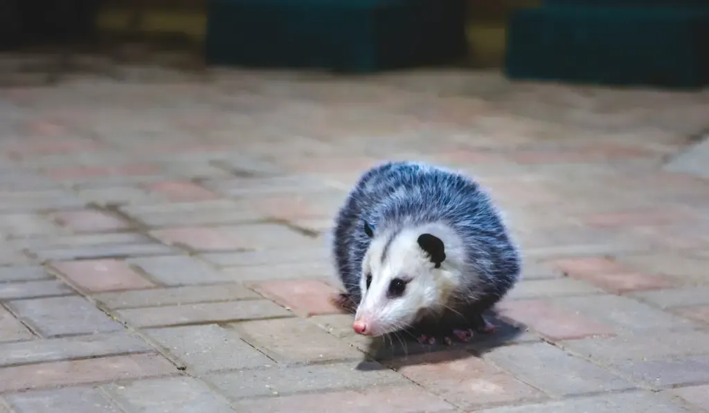 Opossum on the floor at a zoo