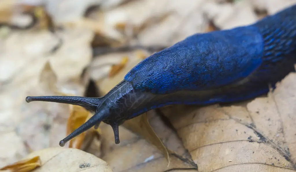 Portrait of Carpathian Blue Slug crawls over dry leaves in the forest