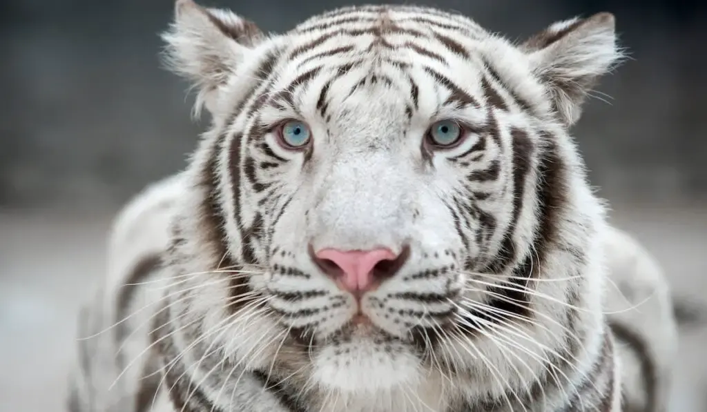 white Bengal tiger 