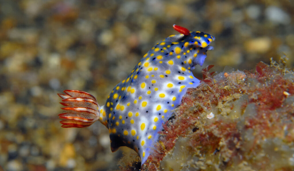 Hypselodoris Infucata under the sea