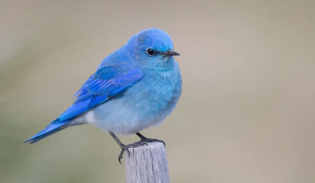 Mountain Bluebird standing on a wood